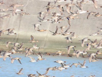 Baikal Teal 佐波川河口(山口県) Sun, 12/17/2023