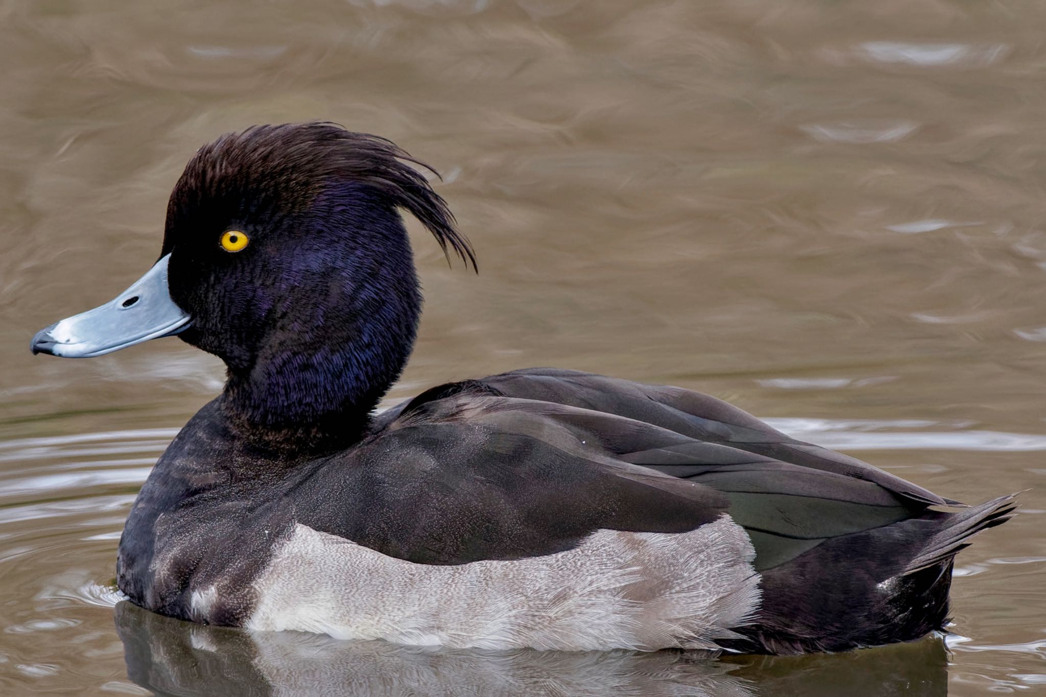 Tufted Duck