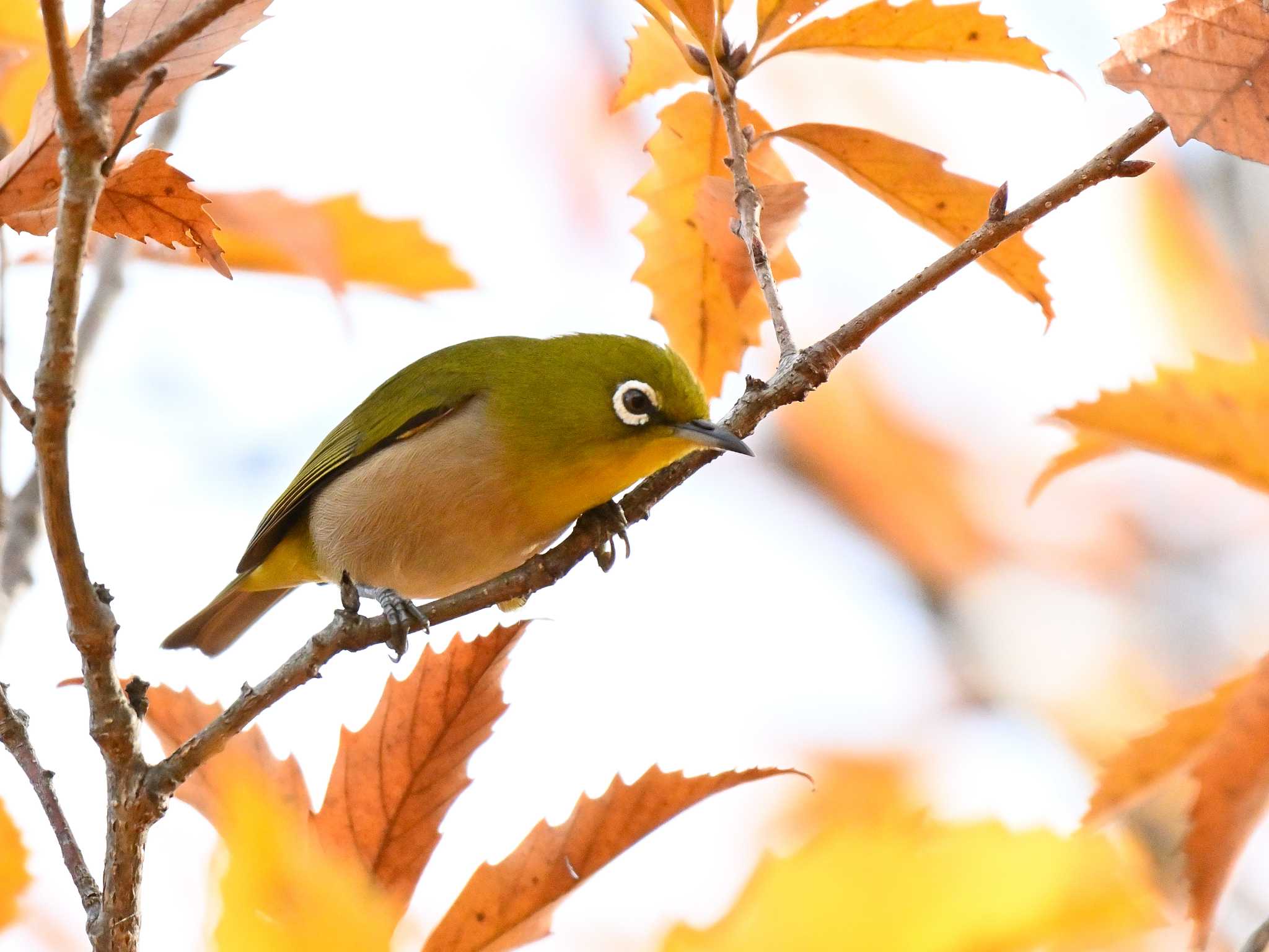 紅葉がきれい♪ by 仁者楽山