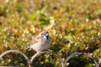 2023年12月17日(日) 明治神宮の野鳥観察記録