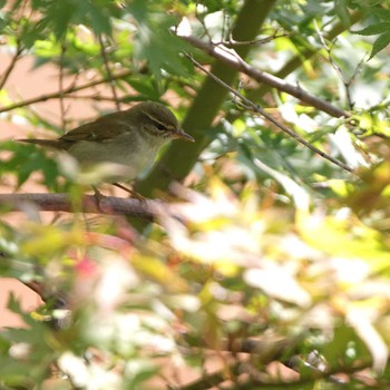 Eastern Crowned Warbler なばなの里 Mon, 10/10/2016