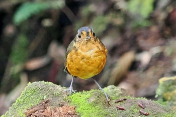 ハイボウシヒメジアリドリ