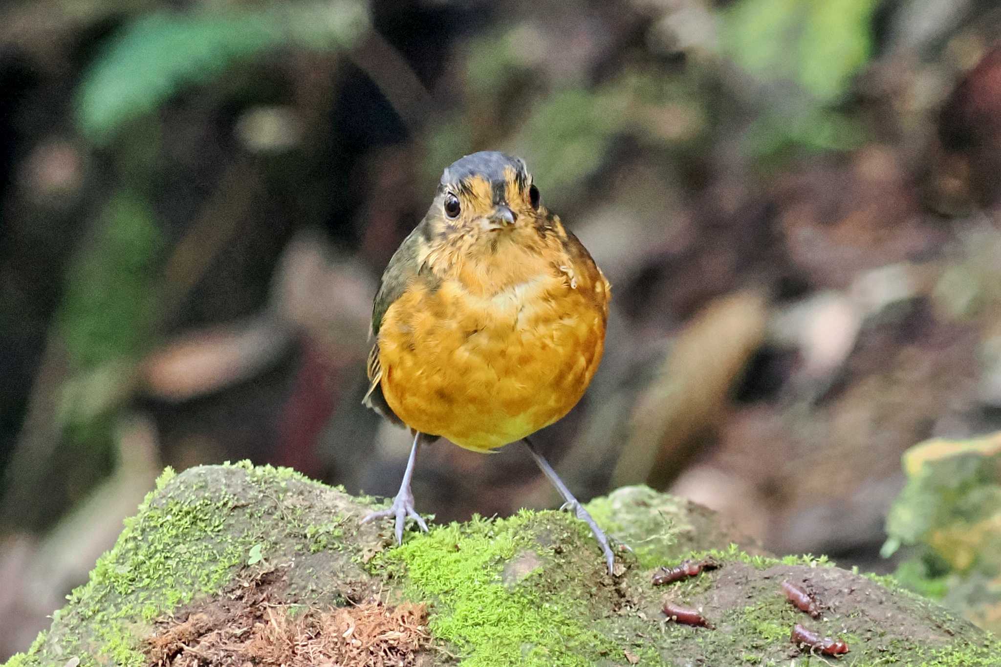 コロンビア ハイボウシヒメジアリドリの写真 by 藤原奏冥