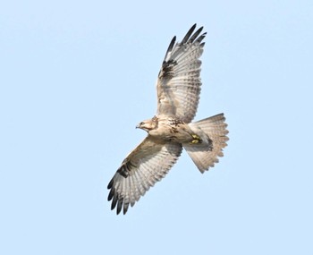 2023年12月16日(土) 葛西臨海公園の野鳥観察記録