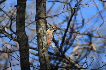 2023年11月19日(日) 前日光の野鳥観察記録