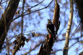 Great Spotted Woodpecker Akigase Park Sun, 12/17/2023