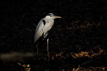 2023年12月17日(日) 秋ヶ瀬公園の野鳥観察記録