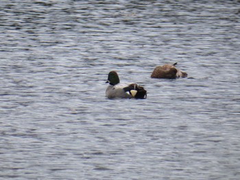 Falcated Duck Hattori Ryokuchi Park Sat, 12/16/2023