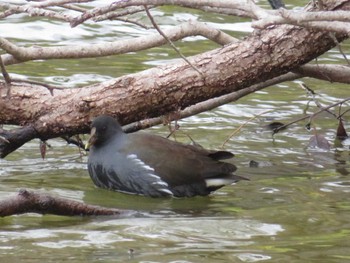 Common Moorhen Hattori Ryokuchi Park Sat, 12/16/2023