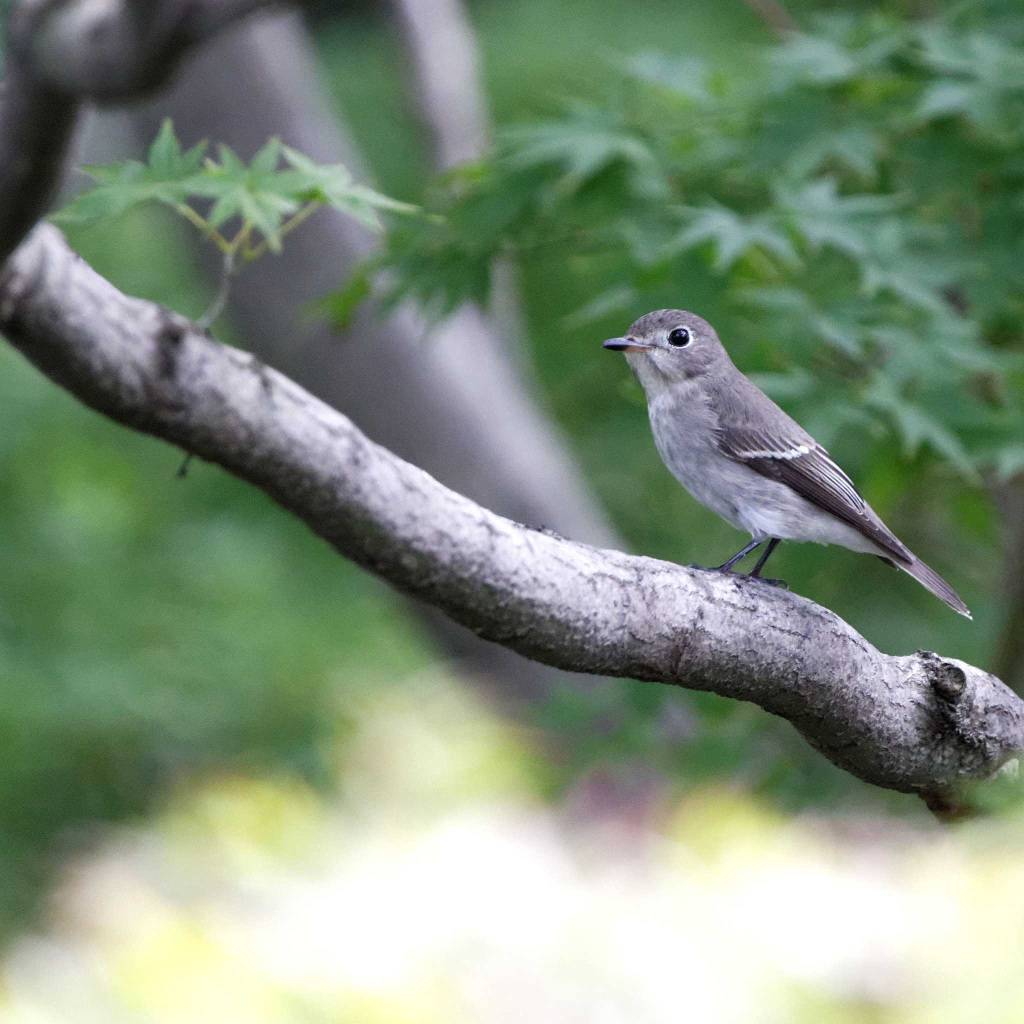 Asian Brown Flycatcher