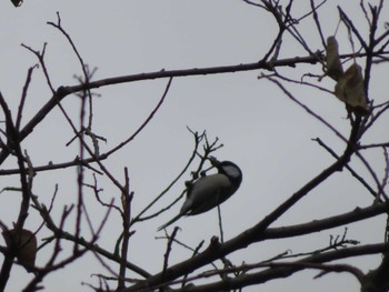 Japanese Tit Hattori Ryokuchi Park Sat, 12/16/2023