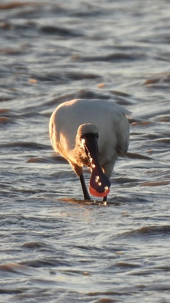 Black-faced Spoonbill 埼玉県 Sun, 12/17/2023