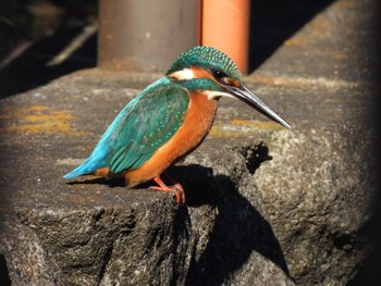 Common Kingfisher 芝川 Sun, 12/17/2023