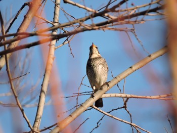 Dusky Thrush Osaka castle park Sun, 12/17/2023