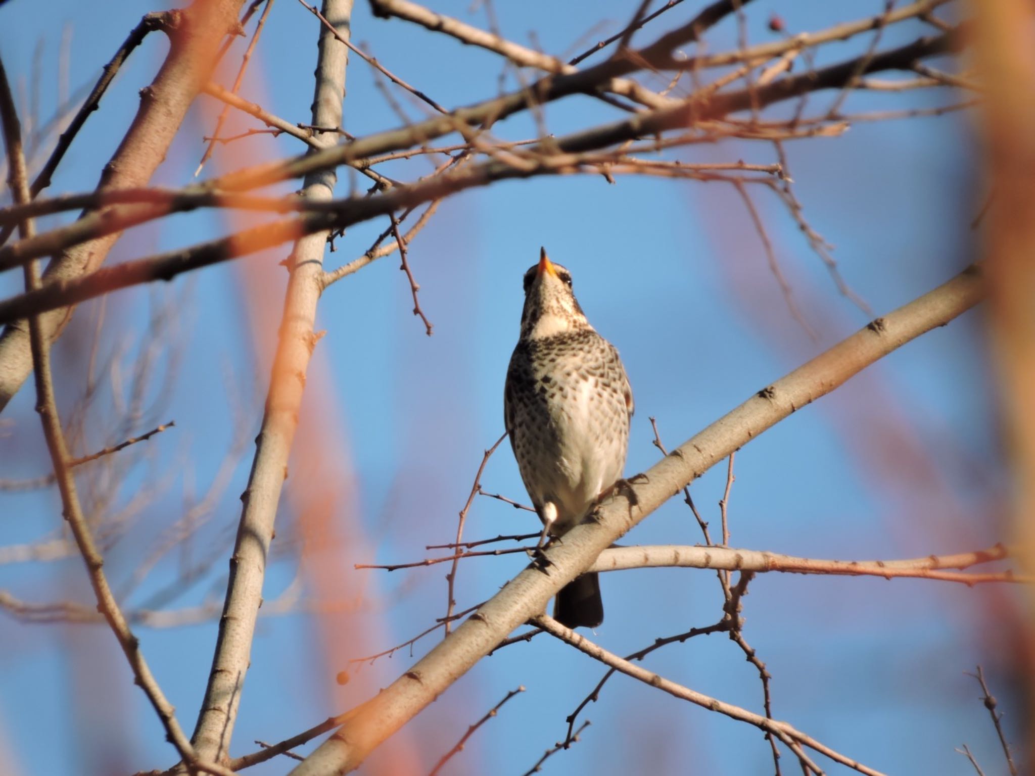 Photo of Dusky Thrush at Osaka castle park by 鉄腕よっしー