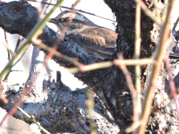 2023年12月17日(日) 大阪城公園の野鳥観察記録