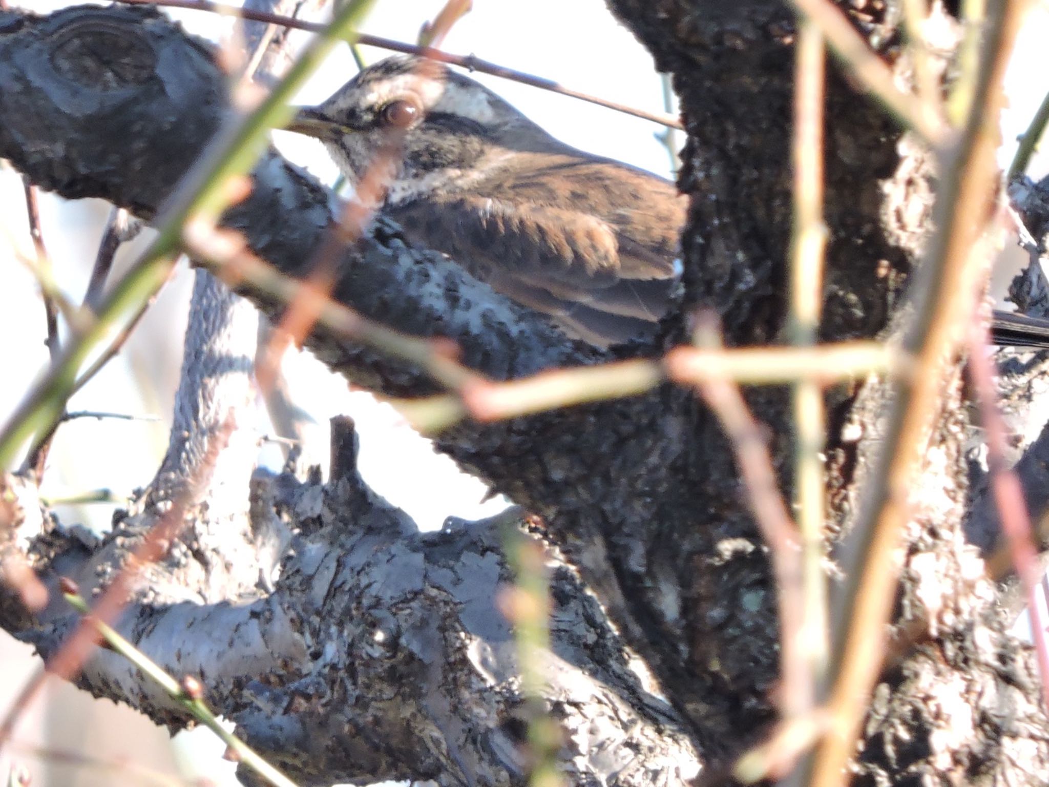 Photo of Dusky Thrush at Osaka castle park by 鉄腕よっしー