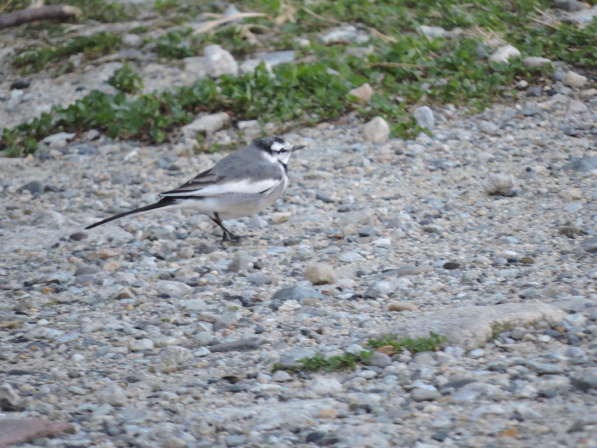 White Wagtail