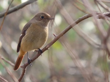 Daurian Redstart 山口県立きらら浜自然観察公園 Sun, 12/17/2023