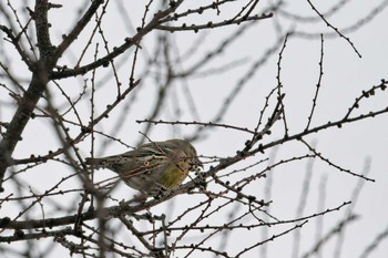 Two-barred Crossbill Unknown Spots Sat, 12/16/2023