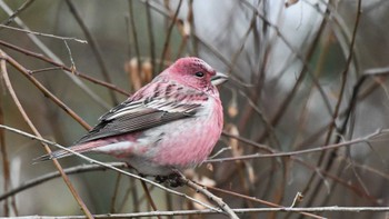 2023年12月17日(日) 岡谷林道の野鳥観察記録