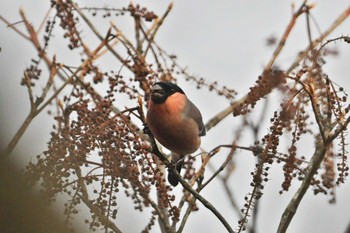 Eurasian Bullfinch Unknown Spots Unknown Date