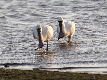 Black-faced Spoonbill Isanuma Sun, 12/17/2023