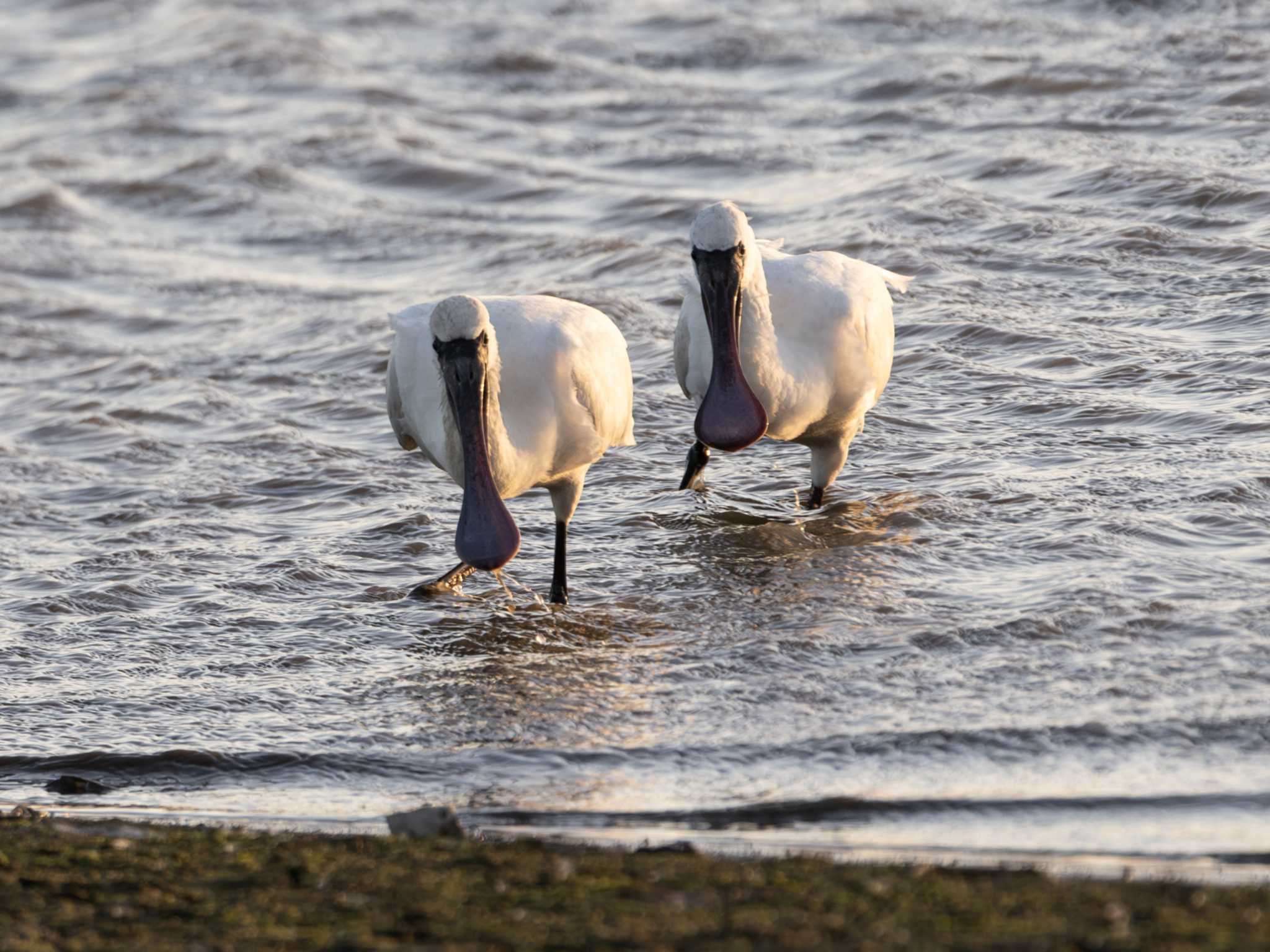 Photo of Black-faced Spoonbill at Isanuma by ふなきち