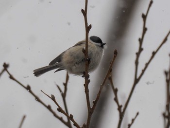 ハシブトガラ 左股川緑地(札幌市西区) 2023年12月17日(日)