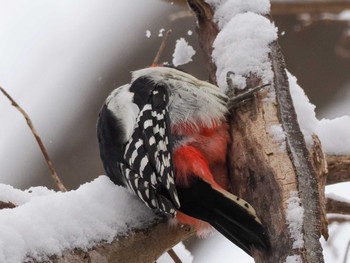 2023年12月17日(日) 左股川緑地(札幌市西区)の野鳥観察記録