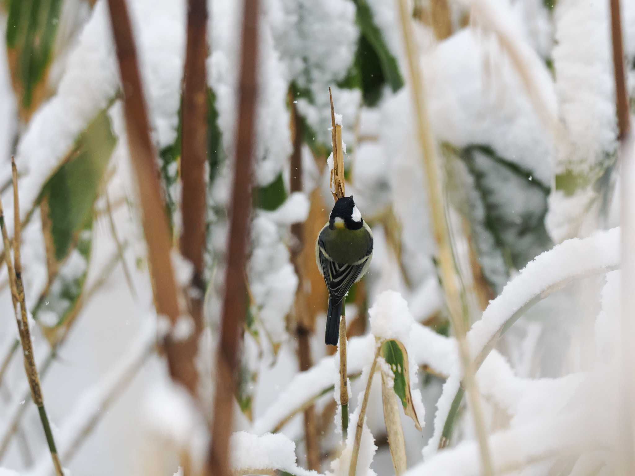 左股川緑地(札幌市西区) シジュウカラの写真 by 98_Ark (98ｱｰｸ)