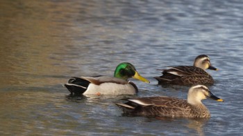 マガモ 淀川河川公園 2023年12月17日(日)