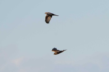 Eastern Marsh Harrier Unknown Spots Sun, 12/17/2023