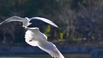 ユリカモメ 大阪城公園 2023年12月17日(日)