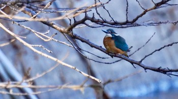 カワセミ 大阪城公園 2023年12月17日(日)