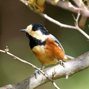 Thu, 11/3/2016 Birding report at 各務原自然遺産ノ森