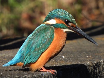 2023年12月17日(日) 芝川の野鳥観察記録