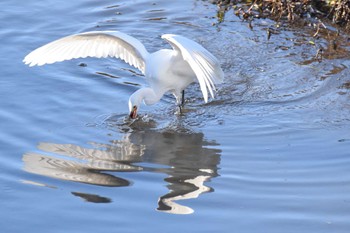 Little Egret 恩智川治水緑地 Sun, 12/17/2023