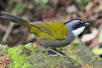 Grey-browed Brushfinch