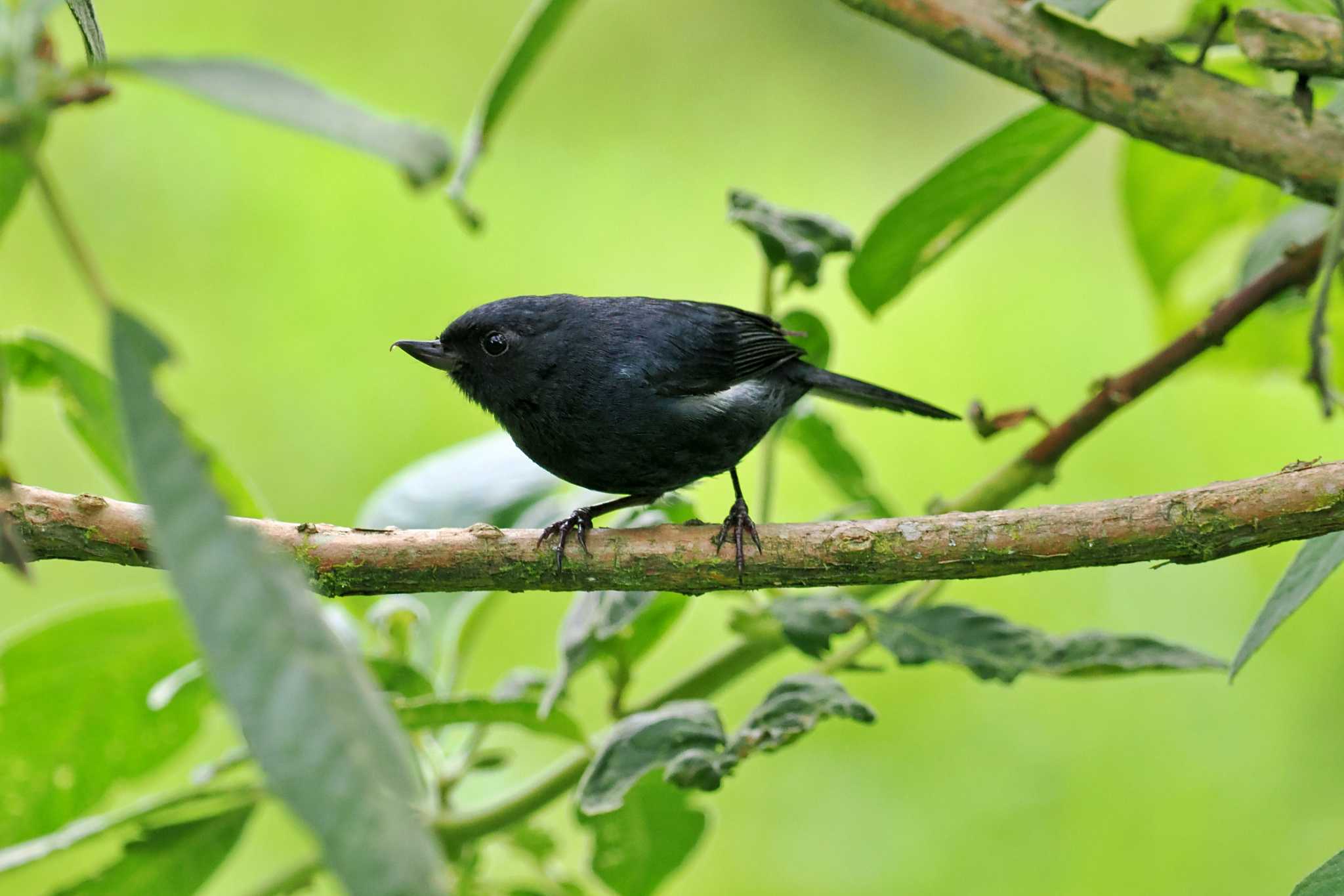 Photo of White-sided Flowerpiercer at コロンビア by 藤原奏冥