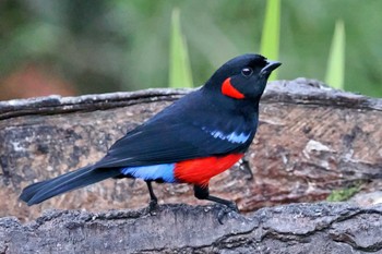 Scarlet-bellied Mountain Tanager