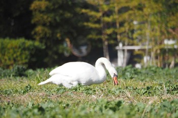 オオハクチョウ 手賀沼遊歩道 2023年12月10日(日)