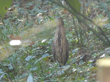 Japanese Night Heron Unknown Spots Sun, 12/17/2023