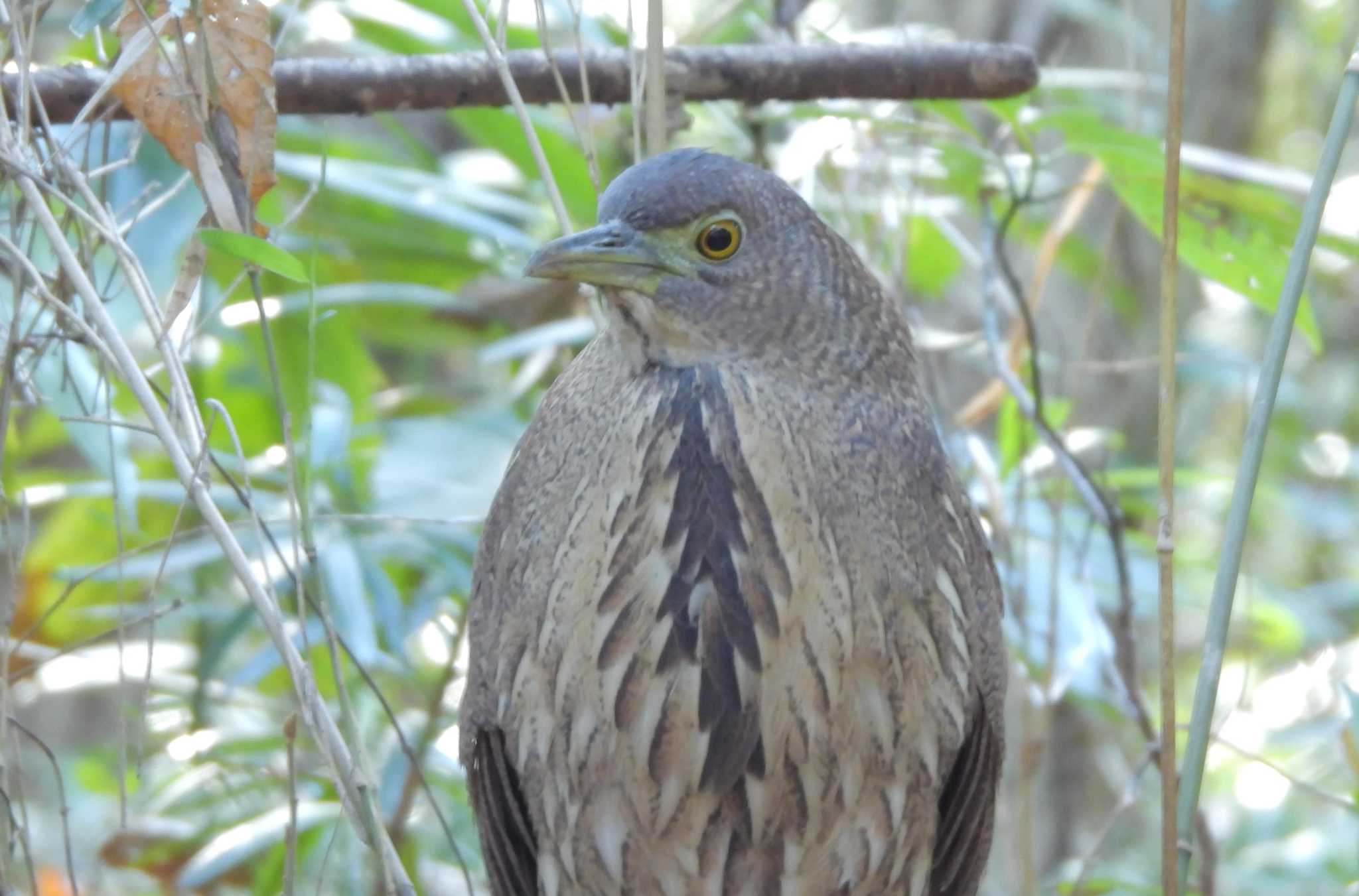 Photo of Japanese Night Heron at  by mashiko