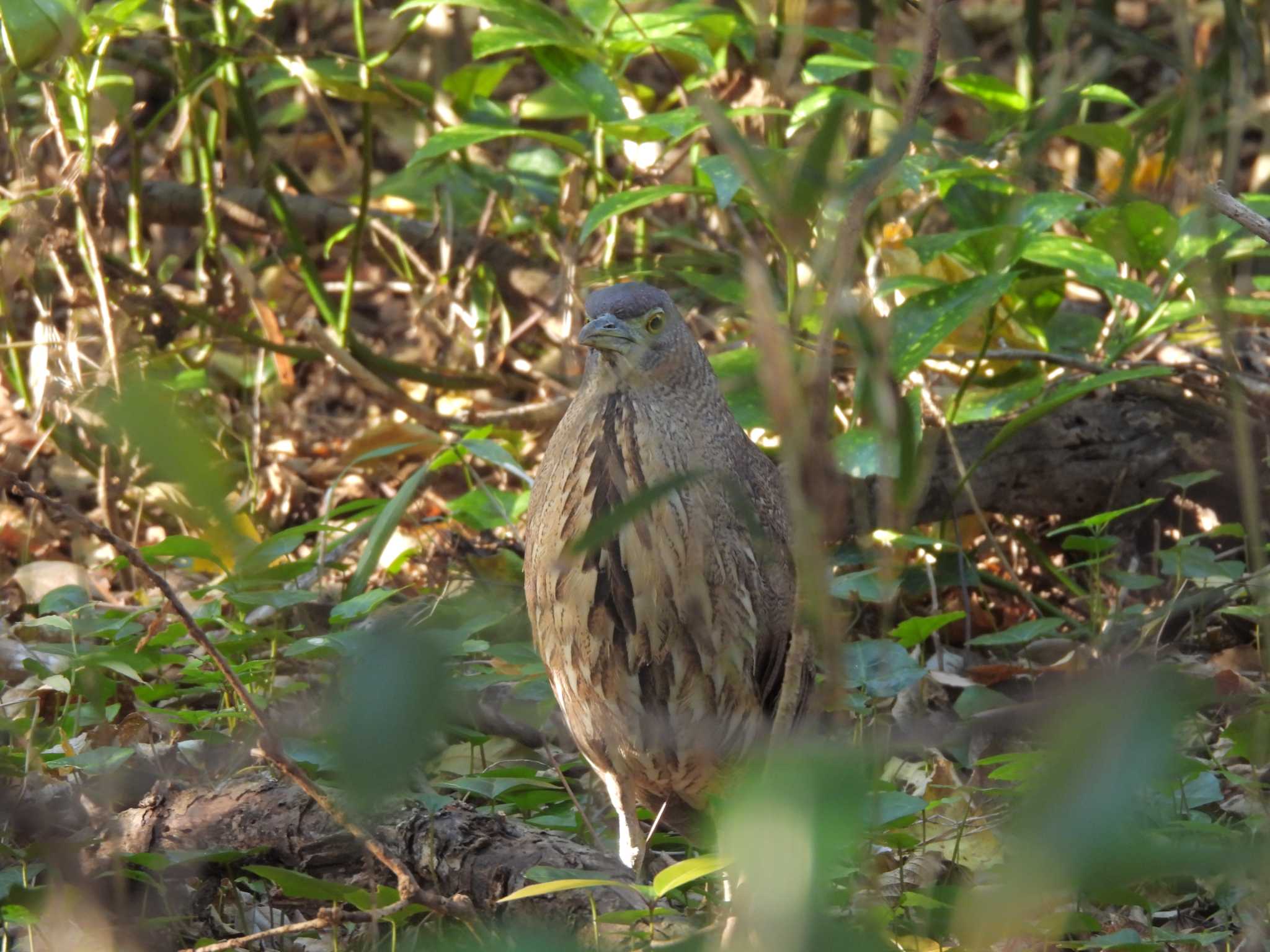 Photo of Japanese Night Heron at  by mashiko