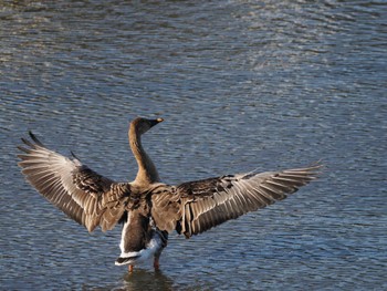 2023年12月17日(日) 境川遊水地公園の野鳥観察記録