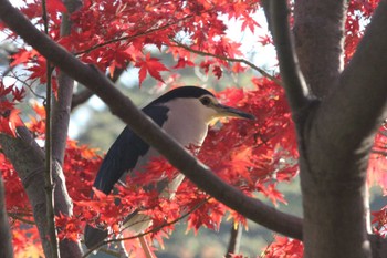 Black-crowned Night Heron 東京 Sat, 12/9/2023