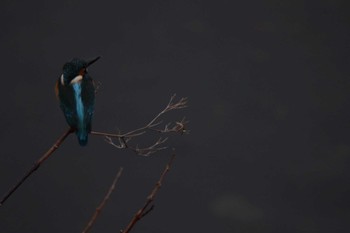 Common Kingfisher 芥川 Sat, 12/16/2023