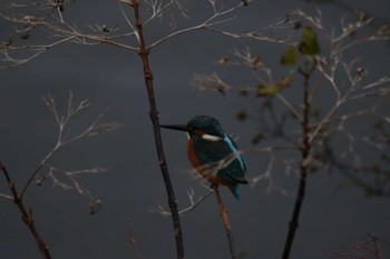 Common Kingfisher 芥川 Sat, 12/16/2023