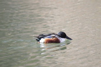 ハシビロガモ 大阪城公園 2023年12月17日(日)